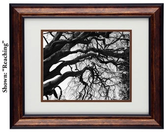 Dramatic Reaching Tree Branches Black and White Photography, Framed Nature Print
