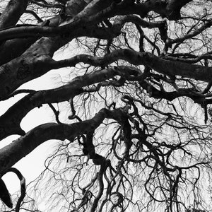 Black & White Art photography for digital download.