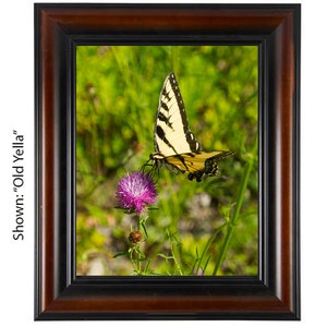 Butterfly Art Print - From a Secret Paradise - Brown Wall Frames