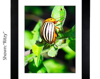 Framed Art Prints - From a Secret Paradise Garden