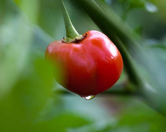 Pepperdew Pepper oftewel Peppadew, biologisch geteelde zaden! De originele Zuid-Afrikaanse variëteit!