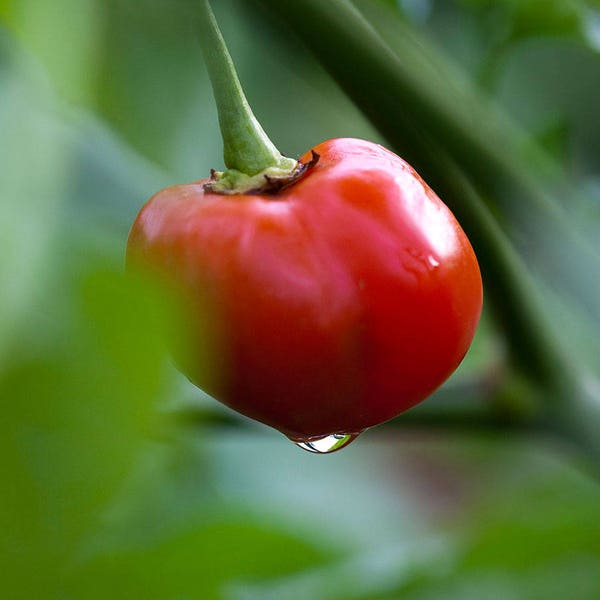 Pepperdew Pepper aka Peppadew, Organic Grown Seeds!The original South African variety!