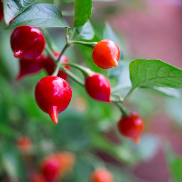 Biquinho (Chupetinha/Sweety Drop) Red, Organic Grown Pepper Seeds!