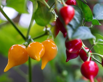 20+/50+ graines Biquinho rouges et jaunes (Chupetinha/Sweet Drop)/Graines de piment biologique ! / Emballé individuellement