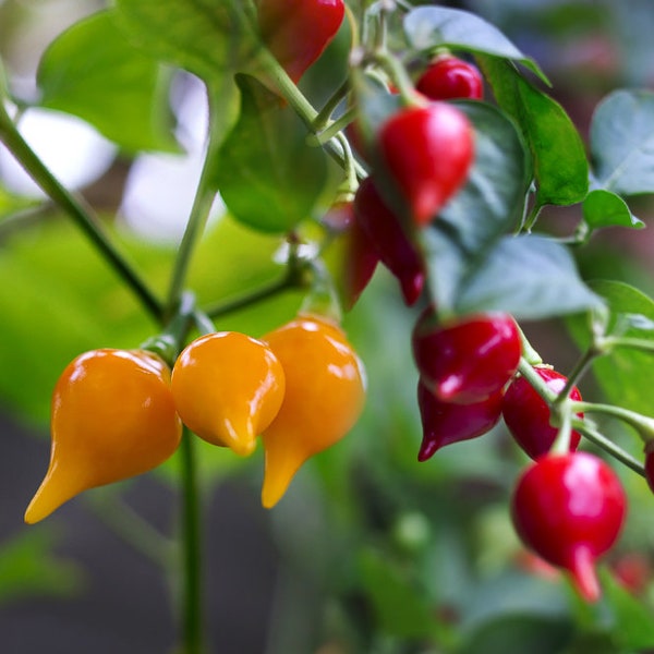 20+/50+ seeds Biquinho Red and Yellow (Chupetinha/Sweet Drop)  / Organic Grown Pepper Seeds! / Individually packed