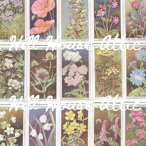Vintage Englisch Garten Blumen Tee Karten/Zigaretten Karten, aus den 1930er Jahren für Junk Journaling, Collagen, Scrapbooking und Bastelarbeiten. Herunterladbar.