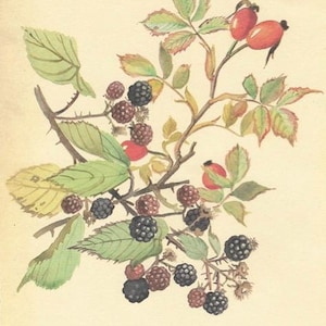 Botanical Countryside Nature Ephemera Pages do kolaży, dzienników, rękodzieła i albumów. Country Diary Of Edwardian Lady
