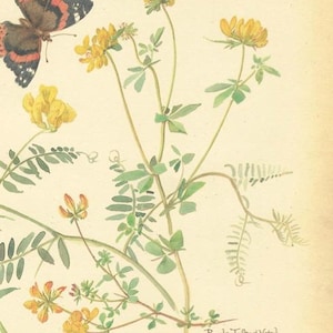 Kit de diario basura, naturalista, flora, flores, botánico, naturaleza, estilo Edith Holden, hierbas, campo, artesanía, imprimible, descarga digital