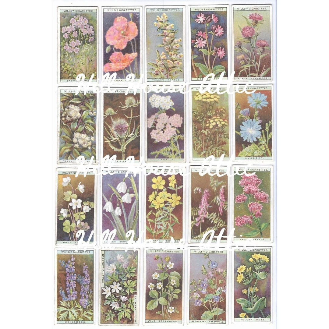 Wills Cigarette Card - Etsy