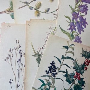 Botânico/Campo inglês/Natureza Ephemera para colagens, diários, artesanato, álbuns de recortes. Edith Holden Country Diary Of Edwardian Lady