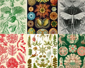 May include: A collage of nine vintage illustrations featuring various botanical and insect specimens. The illustrations are in shades of green, red, and black, and depict a variety of plants, flowers, and insects.