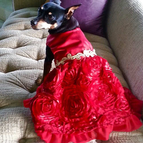 Fancy Dog Dress Pageant Show Dog Dress Southern Belle Dog Etsy