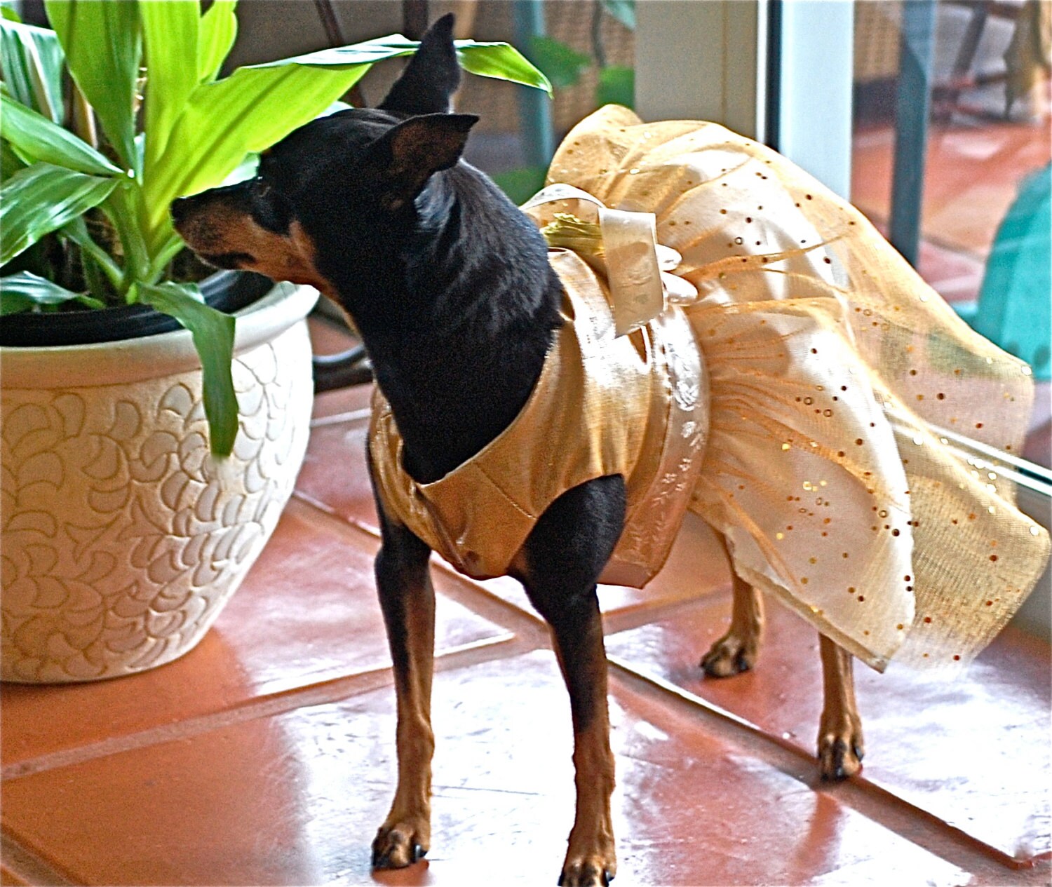 Golden Girl Gold Lame and Sparkling Netting Dog Party Dress