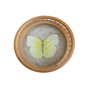 Puede incluir: Un esp&eacute;cimen de mariposa enmarcado. La mariposa tiene alas de color amarillo p&aacute;lido con un centro amarillo m&aacute;s oscuro. Est&aacute; encerrada en un marco redondo de madera marr&oacute;n claro con un dise&ntilde;o tejido alrededor del borde. El fondo es un material claro y texturizado.