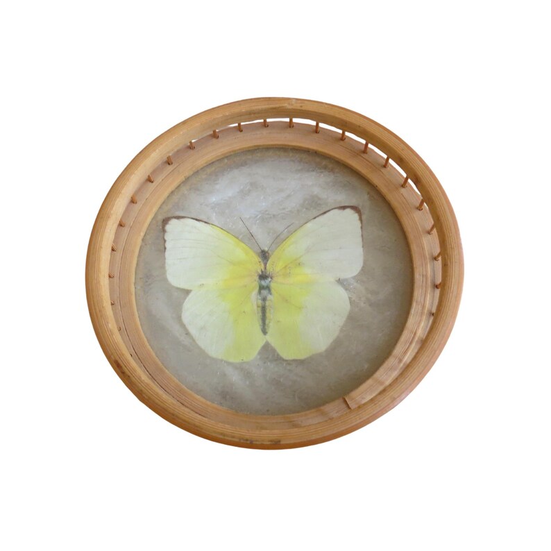 Puede incluir: Un esp&eacute;cimen de mariposa enmarcado. La mariposa tiene alas de color amarillo p&aacute;lido con un centro amarillo m&aacute;s oscuro. Est&aacute; encerrada en un marco redondo de madera marr&oacute;n claro con un dise&ntilde;o tejido alrededor del borde. El fondo es un material claro y texturizado.
