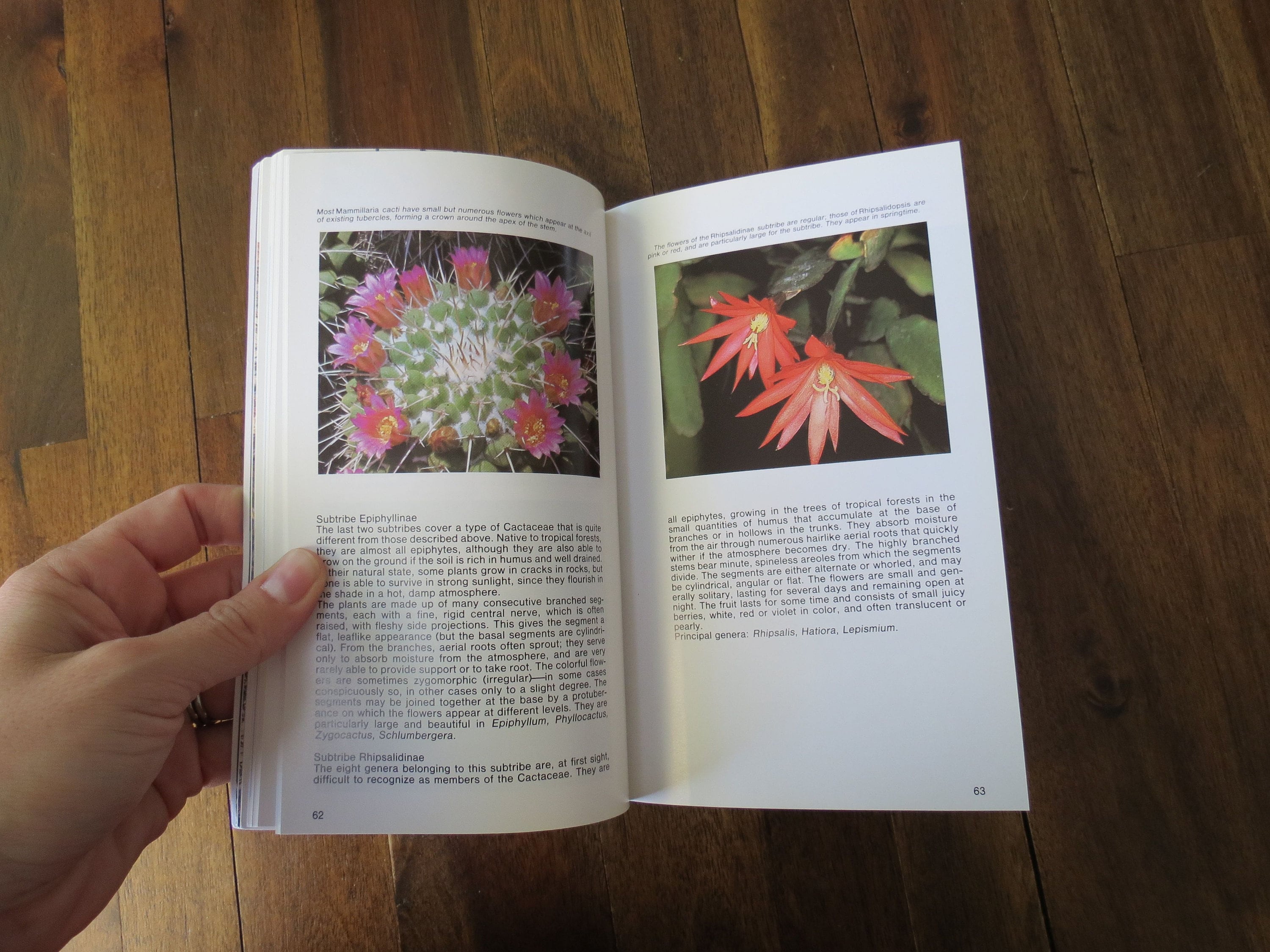 Cactus Field Guide / Cacti and Succulents Nature Guide