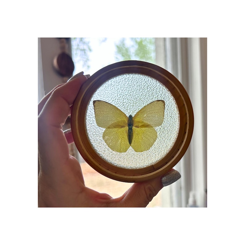 Puede incluir: Un marco redondo de madera con una mariposa amarilla encerrada en vidrio transparente y texturizado. La mariposa tiene alas delicadas y un cuerpo oscuro. El marco es de color marr&oacute;n claro.
