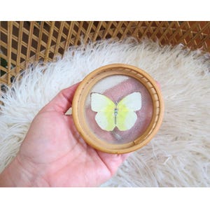 Puede incluir: Un posavasos redondo de madera con una tapa de cristal transparente, que muestra una mariposa pintada con alas amarillas y blancas. El posavasos tiene un acabado de madera natural.