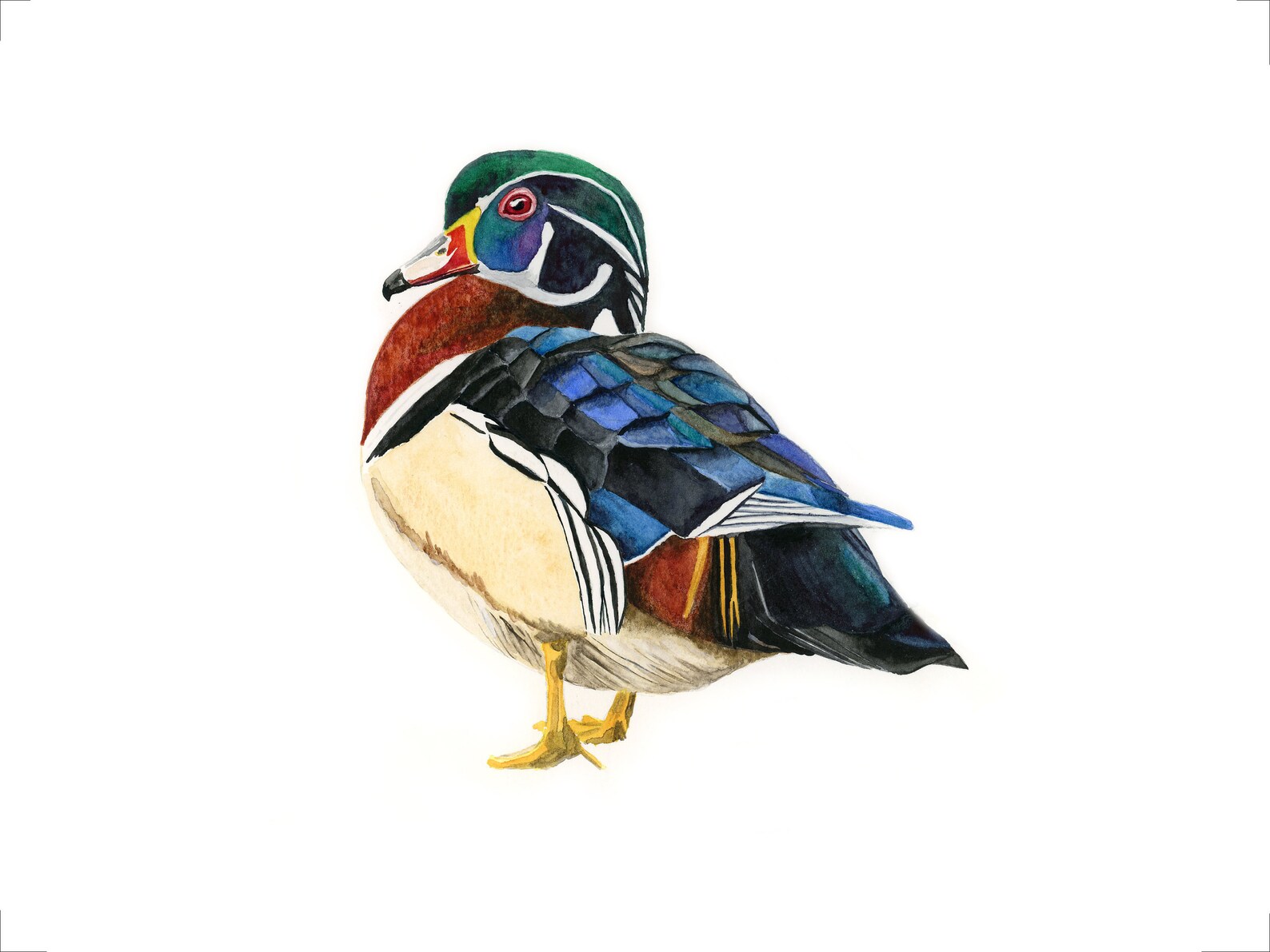 Wood duck watercolor print Etsy