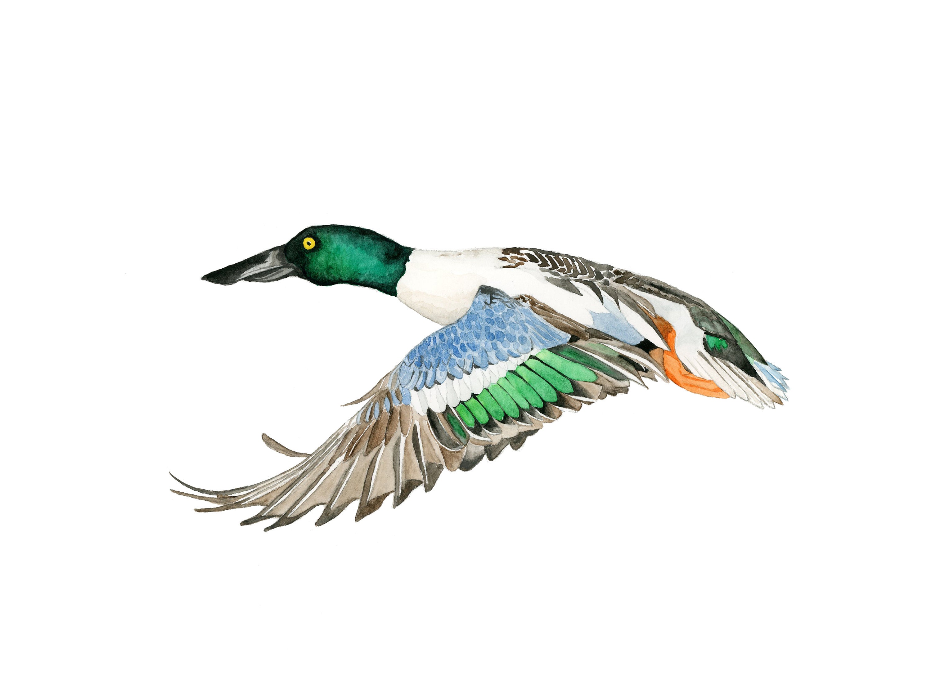 Spoonbill Duck Watercolor Print Etsy
