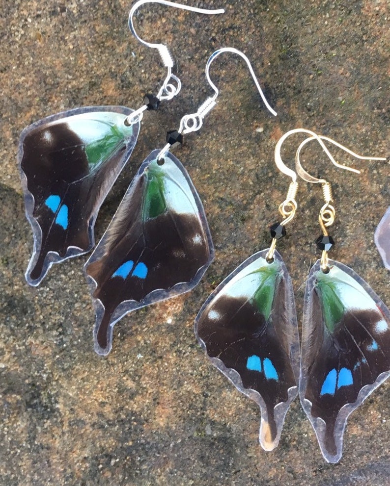 Real Butterfly Wing Earrings Graphium Weiskei Purple Spotted Etsy