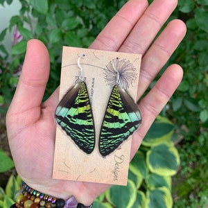 Madagascar Sunset Moth Earrings, real butterfly wings, ethically sourced, cruelty free, gift for entomologist
