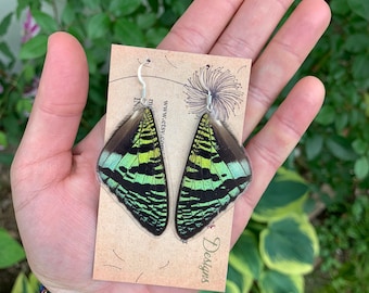 Madagascar Sunset Moth Earrings, real butterfly wings, ethically sourced, cruelty free, gift for entomologist