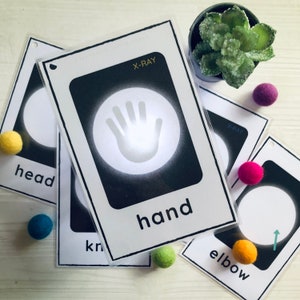 Parts of the Body Flash Cards, Early Learning, Preschool Printables, Learning the Parts of the Body, Body Part Identification, Anatomy Cards