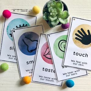 Vijf zintuigen Flash Cards, voorschoolse afdrukbaar, vroeg leren, leren van de vijf zintuigen, clipkaarten, vijf zintuigen activiteit, aardingsactiviteit