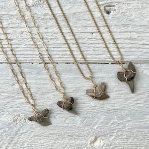 Fossilized Shark Tooth Necklace » Real Tiny Shark Tooth Necklace » Beach Babe Necklace » Gold Layering Necklaces » Boho Fossil