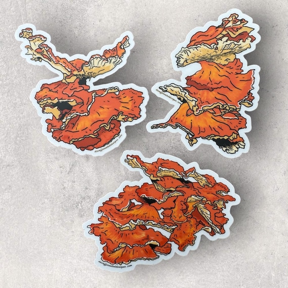 “Chicken of the Woods” - Sticker Pack (4x4 Vinyl)
Celebrate the unique beauty of the Chicken of the Woods mushroom! Though edible (and some say tasty), this mushroom isn’t for everyone, as it can occasionally cause dizziness or stomach upset. Specimens growing on deciduous trees are often preferred over those on evergreens. These 4x4 vinyl stickers are designed to transform your water bottle into the look of a tree trunk, adding a dash of forest flair wherever you go. Durable, waterproof, and perfect for nature lovers and mushroom enthusiasts alike!