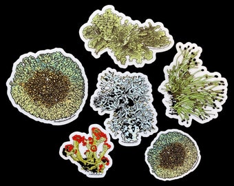 I’m Lichen these stickers - by Decaffeinated Designs 2x2 & 3x3 in. Clear vinyl stickers