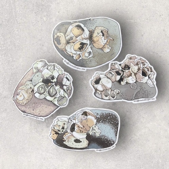 Barnacle Rocks - 4x4 sticker pack
Who knew barnacles could be this mesmerizing? But here we are, spending way too much time getting every little detail right on these tiny rock-huggers. These stickers might be odd, but they’re also built to last. Waterproof, mud-proof, and ready for adventure, this 4-pack of vinyl stickers (4x4 inches each) will keep up with all your wildest outdoor moments. Enjoy adding a bit of barnacle charm wherever you go!
