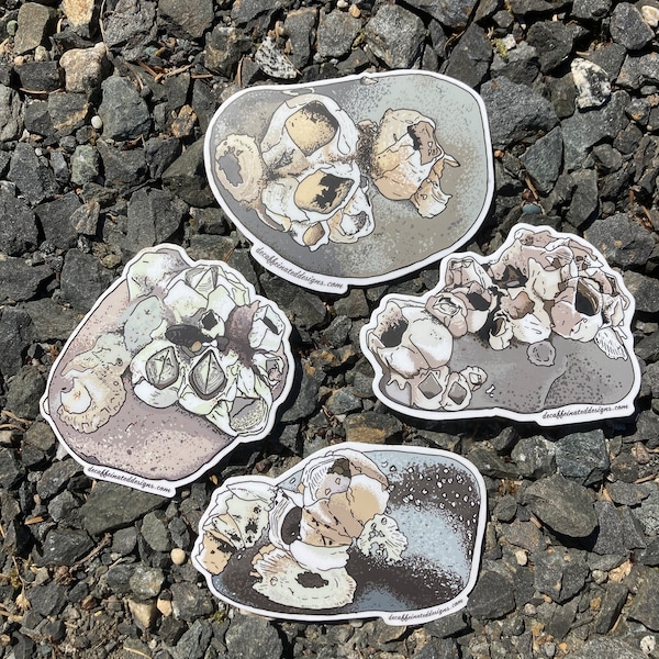 Barnacle Rocks Sticker pack - by Decaffeinated Designs 4x4 inch vinyl stickers