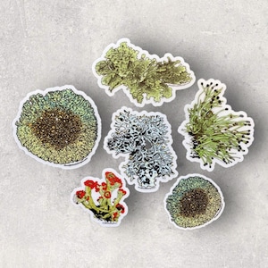 I’m Lichen these stickers - by Decaffeinated Designs 2x2 & 3x3 in. Clear vinyl stickers