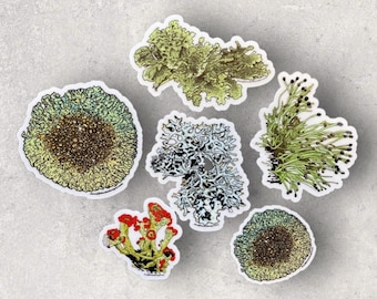 I’m Lichen these stickers - by Decaffeinated Designs 2x2 & 3x3 in. Clear vinyl stickers