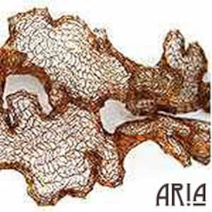 May include: A close-up of a brown, dried seaweed with a delicate, intricate network of veins. The seaweed has a rough, textured surface and a slightly curled shape.