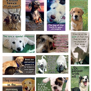 Tarjetas de las Sagradas Escrituras para compartir: juego de 24 tarjetas con versículos alentadores sobre perros, naturaleza y gatos. Variedad, diversión y singularidad.