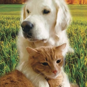May include: A heartwarming image of a golden retriever and a ginger tabby cat embracing. The dog and cat are set against a backdrop of green grass and a soft, blurred background. Text at the top reads: "A sweet friendship refreshes the soul ~ Proverbs 27:9."