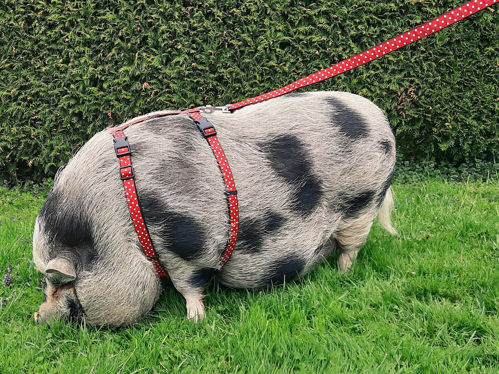 Pig Harness Pig Harness With Two Buckles Mini Pig Harness Etsy