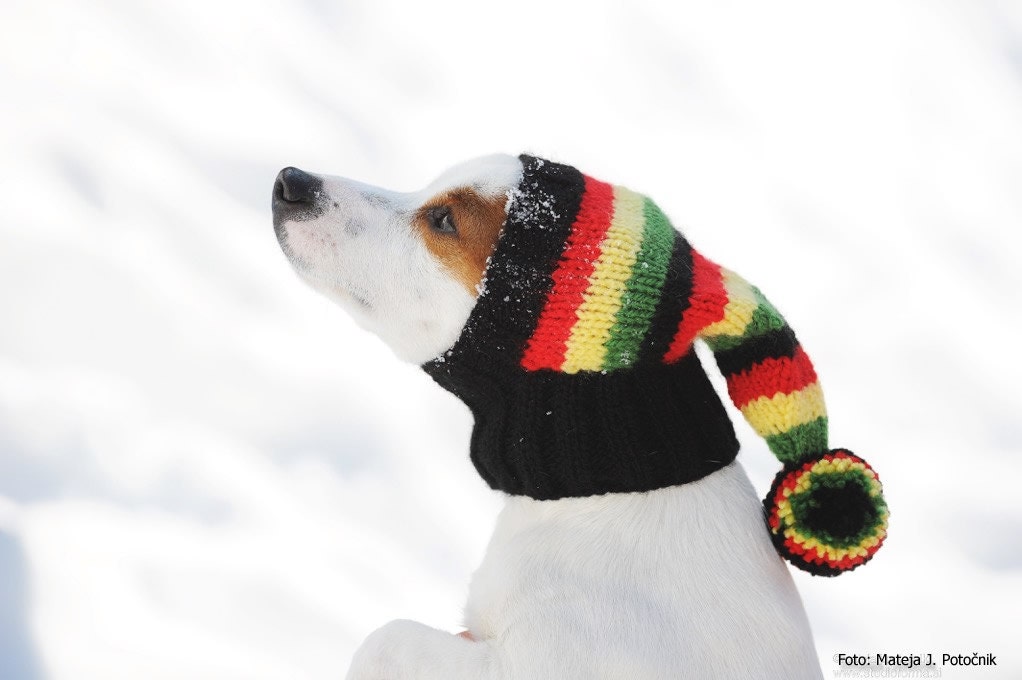 Dog Hat / Hand Knit Dog Hat / Rasta Hat Etsy