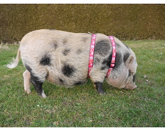 Arnés de cerdo, arnés de cerdo con una hebilla, mini arnés de cerdo, arnés de cerdo ajustable, arnés de cerdo en miniatura, mini arnés de cerdo americano