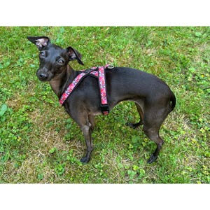 Italian Greyhound Harness, Italian Greyhound Padded Harness, Italian Greyhound Adjustable Harness, Italian Greyhound Soft Harness