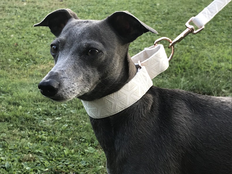 Italian Greyhound Collar / Italian Greyhound Martingale Collar Etsy
