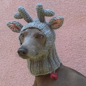 dog reindeer hat