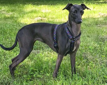 greyhounds for sale ireland