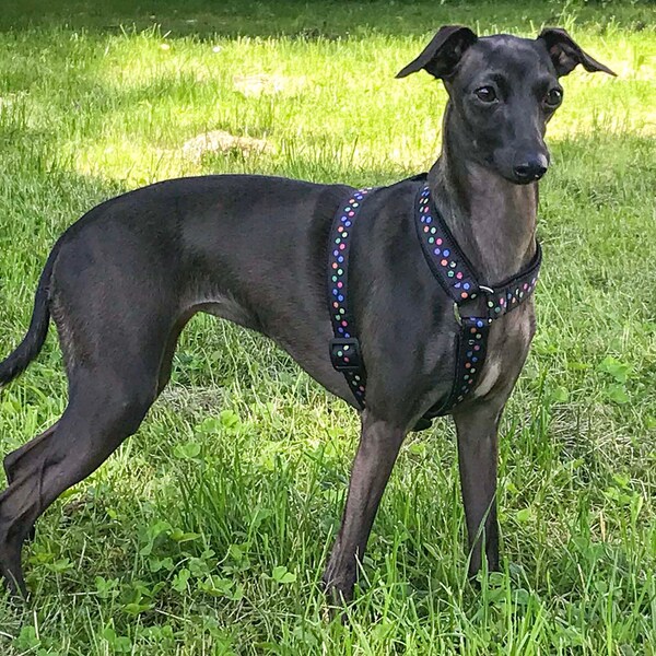 Italian Greyhound Harness Etsy Australia