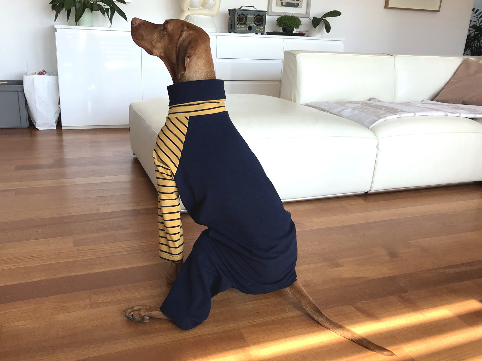 Vizsla Sweatshirt/ Dog Sweatshirt / Dog Outfit / Dog Sweat Etsy