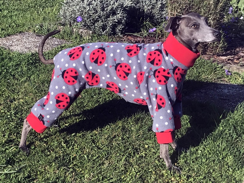 Italian Greyhound Pajamas / Italian Greyhound Outfit / Dog Etsy