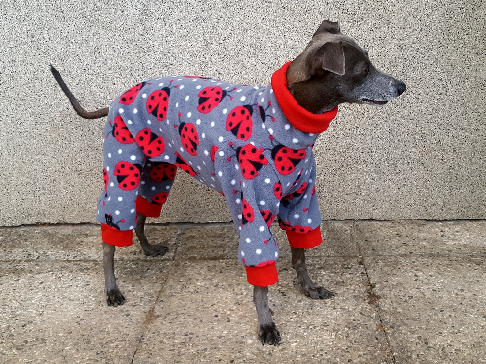 Italian Greyhound Pajamas / Italian Greyhound Outfit / Dog Etsy